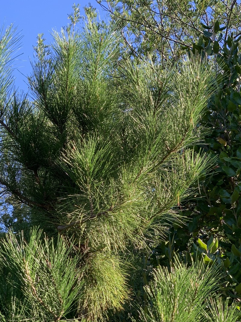 Acacia viscidula