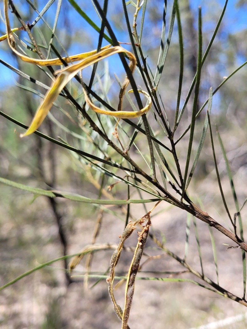 Acacia viscidula photo 2