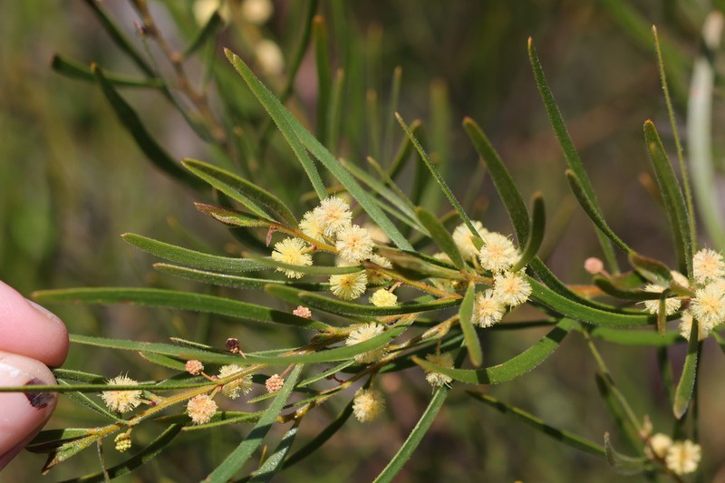 Acacia viscidula photo 3
