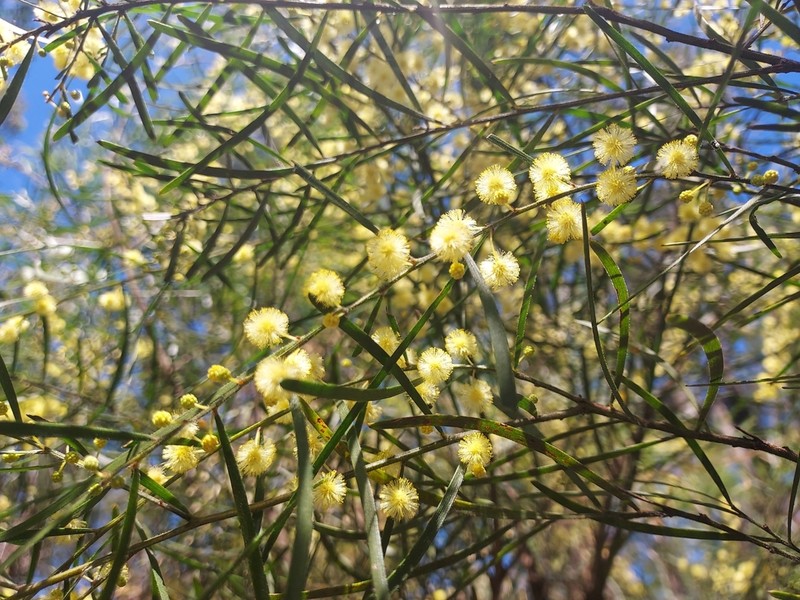 Acacia viscidula photo 4