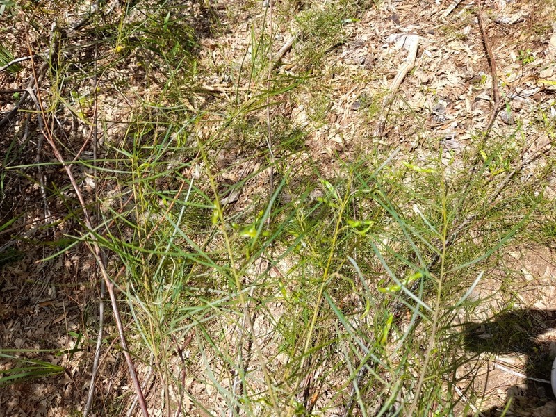 Acacia viscidula photo 5
