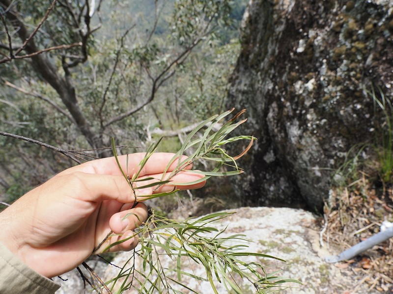 Acacia viscidula photo 6