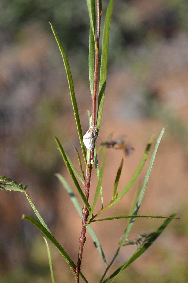 Acacia viscidula photo 7