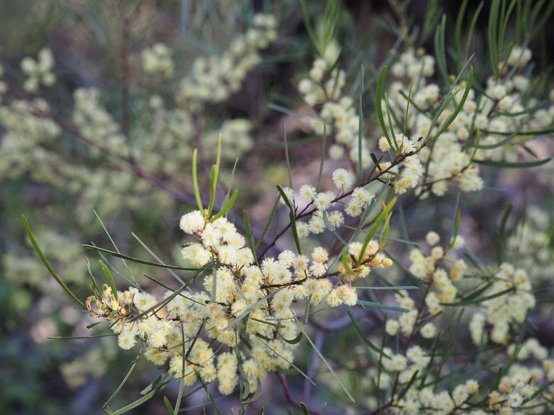 Acacia viscidula photo 8