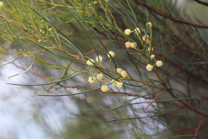 Acacia viscifolia