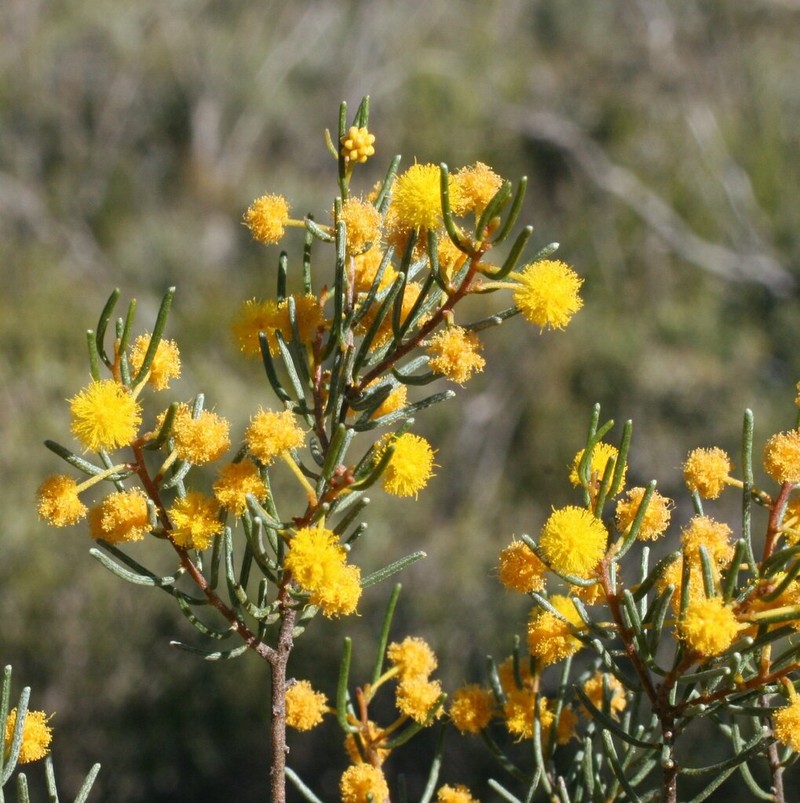Acacia viscifolia photo 5