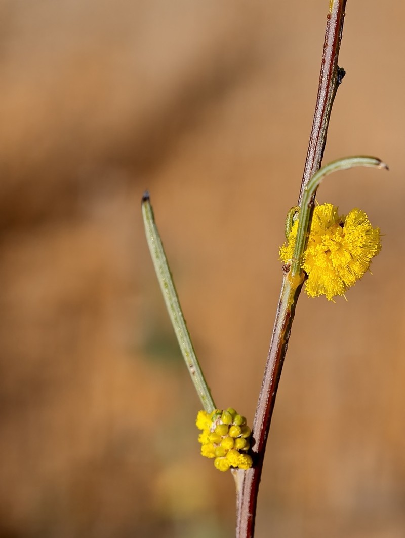 Acacia viscifolia photo 6