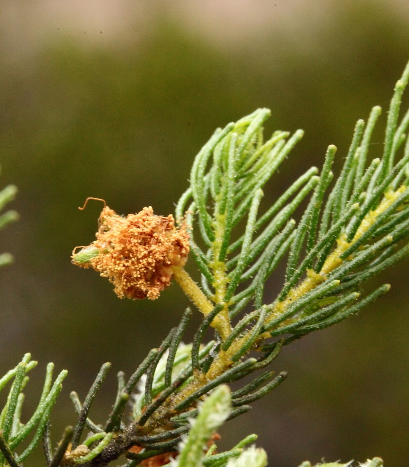 Acacia viscifolia photo 7