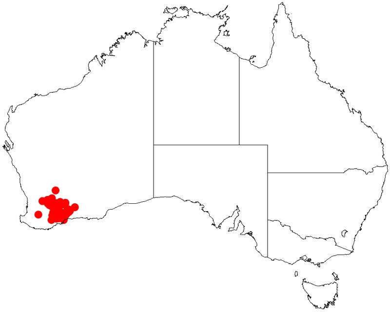 Acacia viscifolia