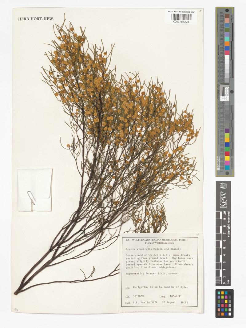Acacia viscifolia photo 2