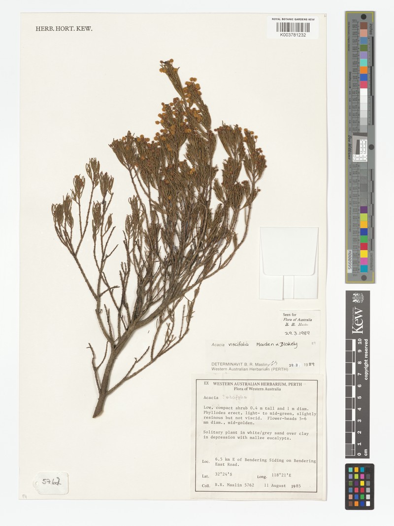 Acacia viscifolia photo 3