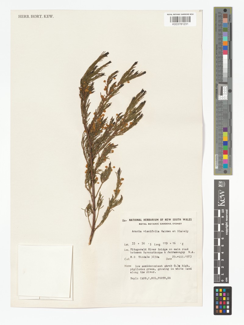 Acacia viscifolia photo 4