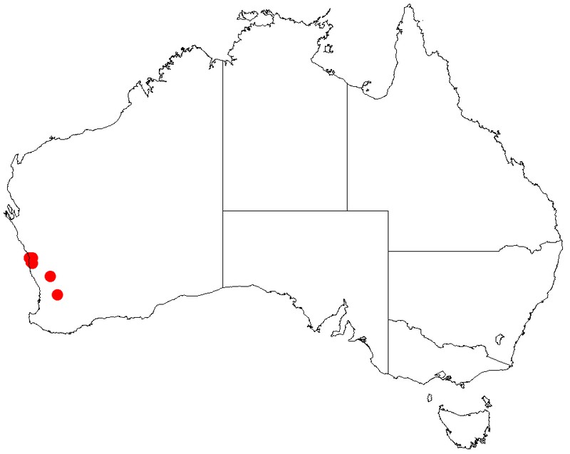 Acacia vittata