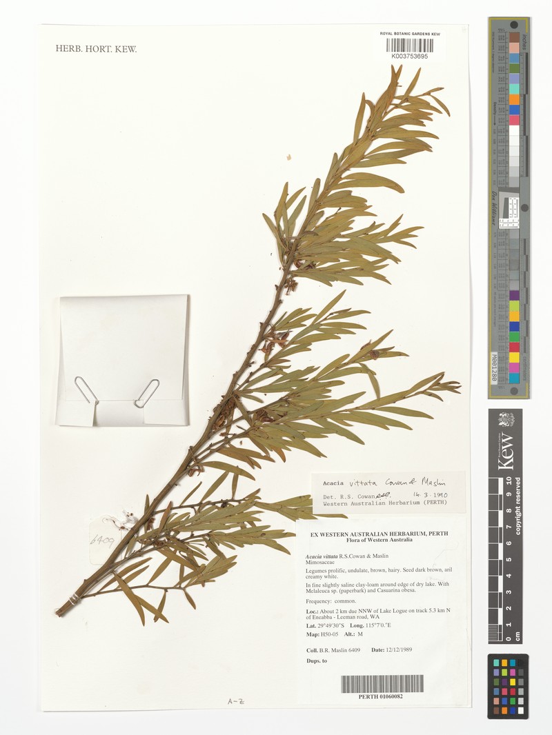 Acacia vittata photo 2