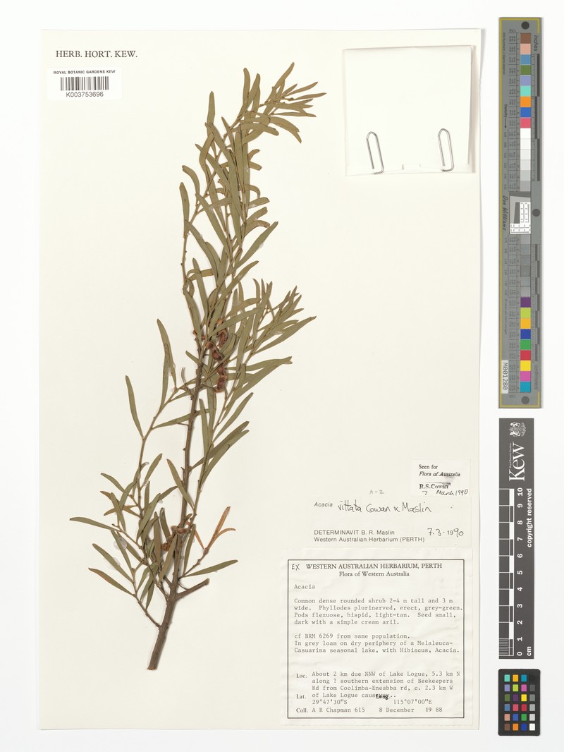 Acacia vittata photo 3