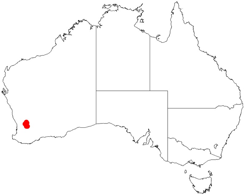 Acacia volubilis