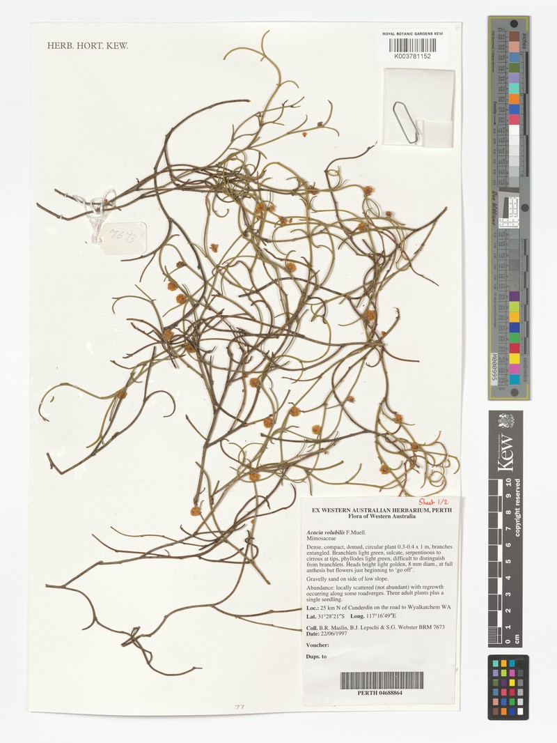 Acacia volubilis photo 3