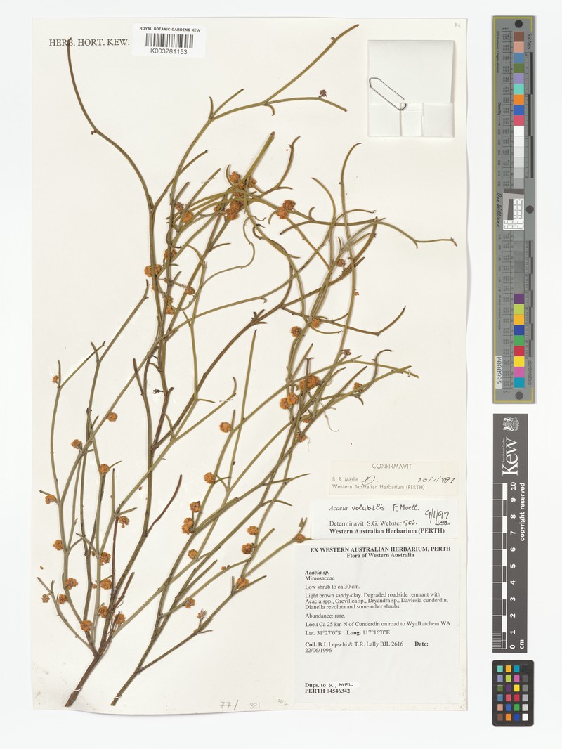 Acacia volubilis photo 4