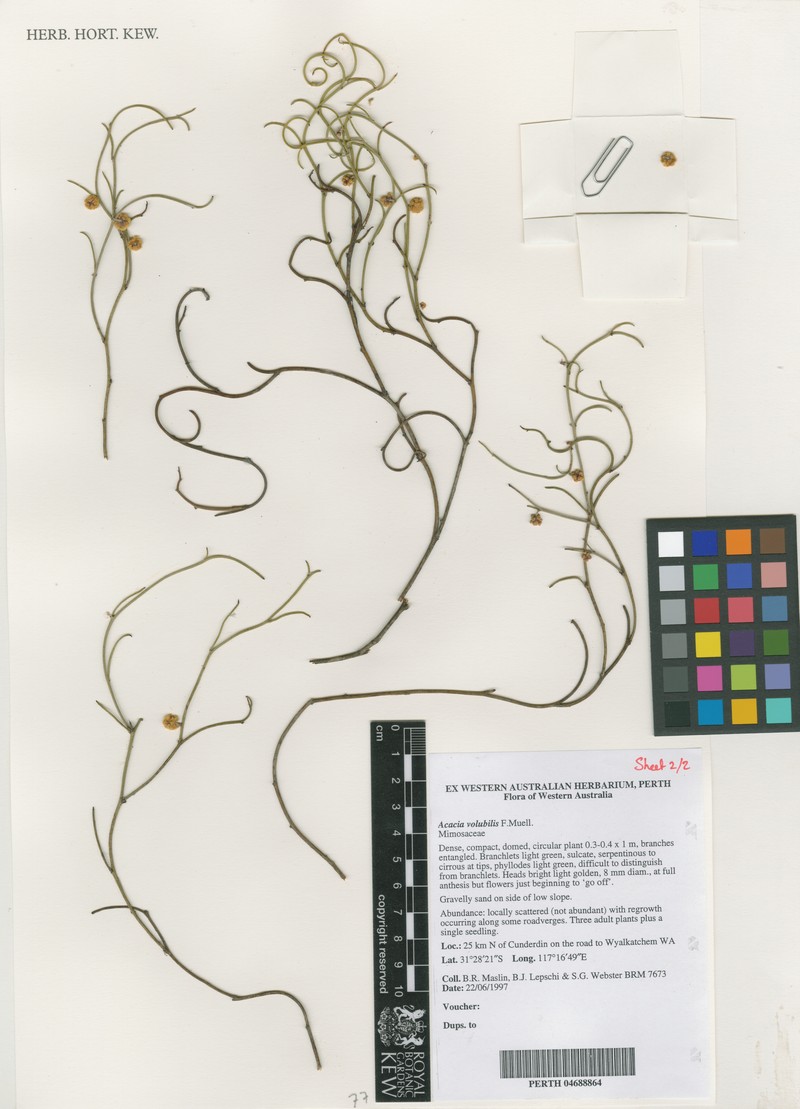 Acacia volubilis photo 5