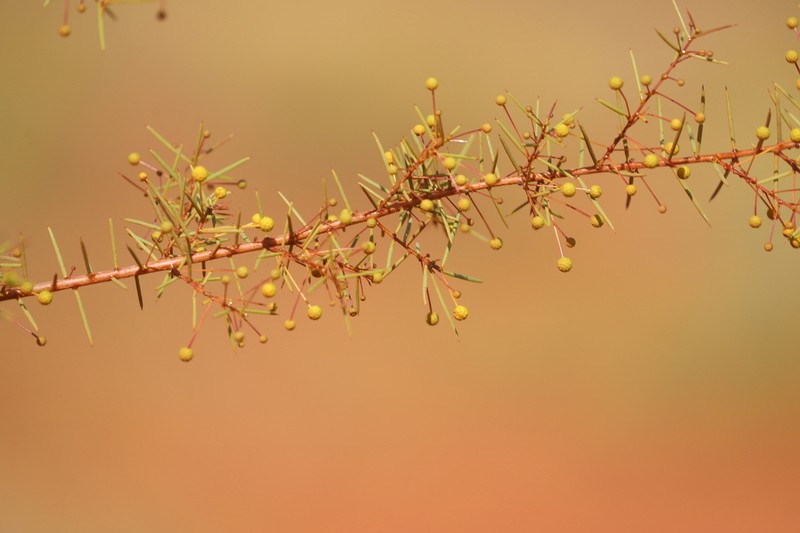 Acacia walkeri photo 3