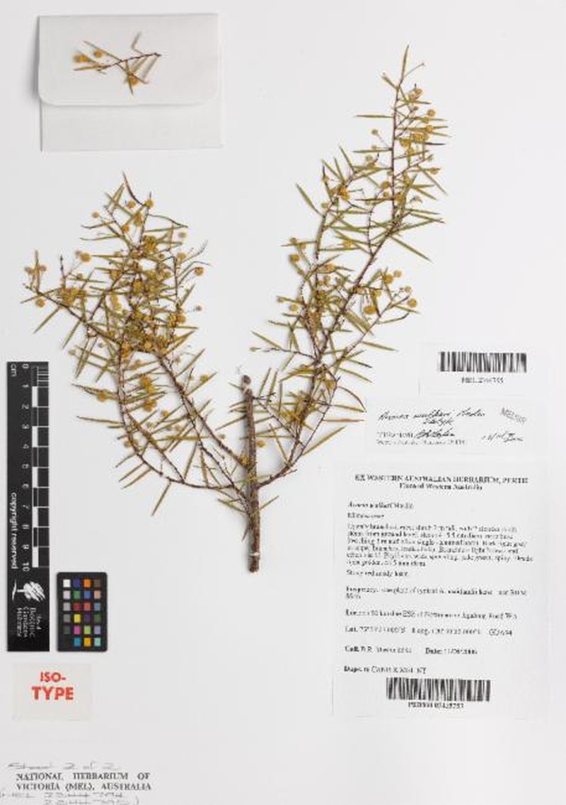 Acacia walkeri photo 4