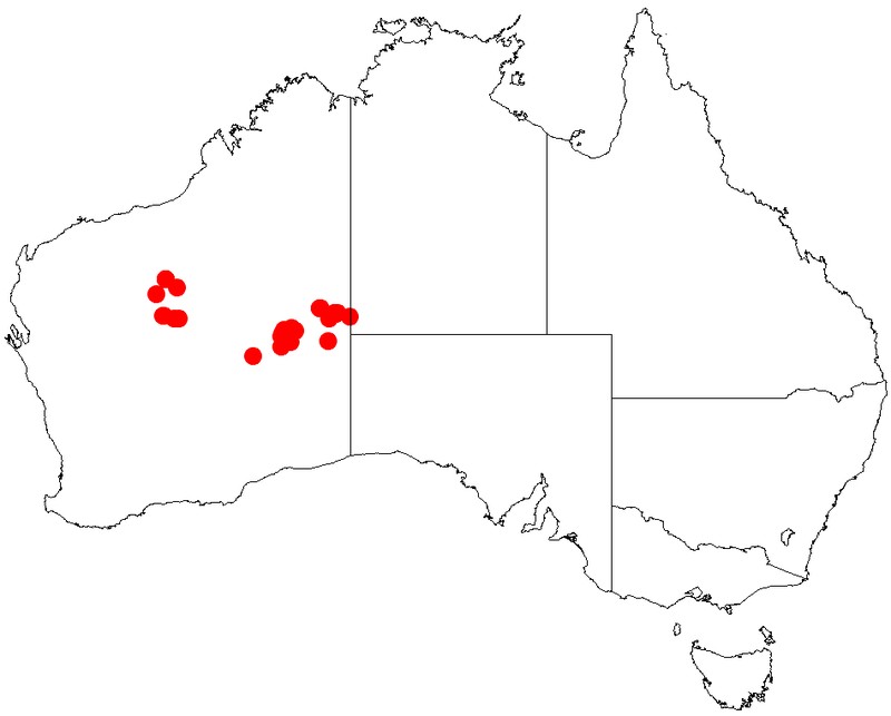 Acacia walkeri
