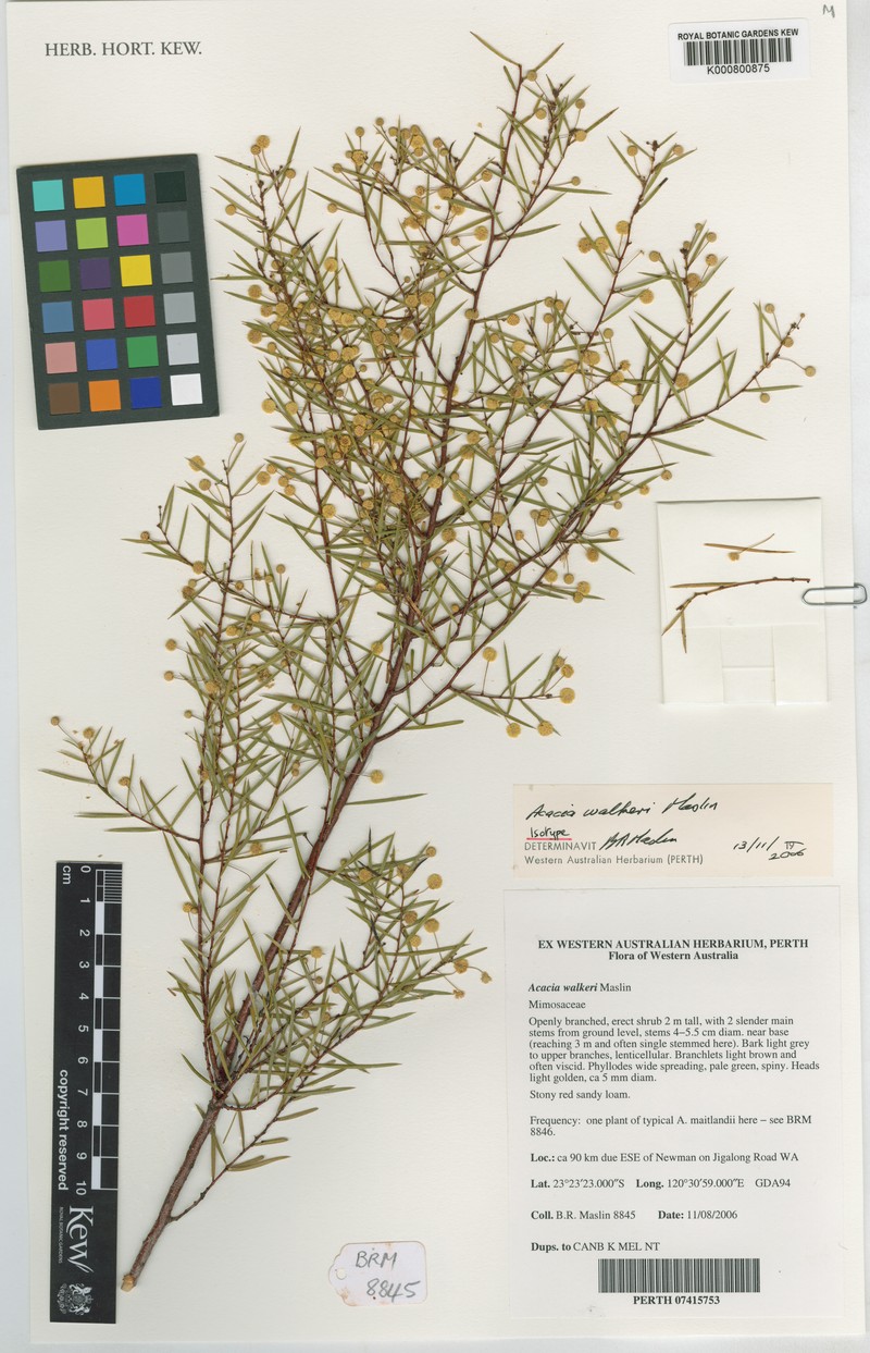 Acacia walkeri photo 2