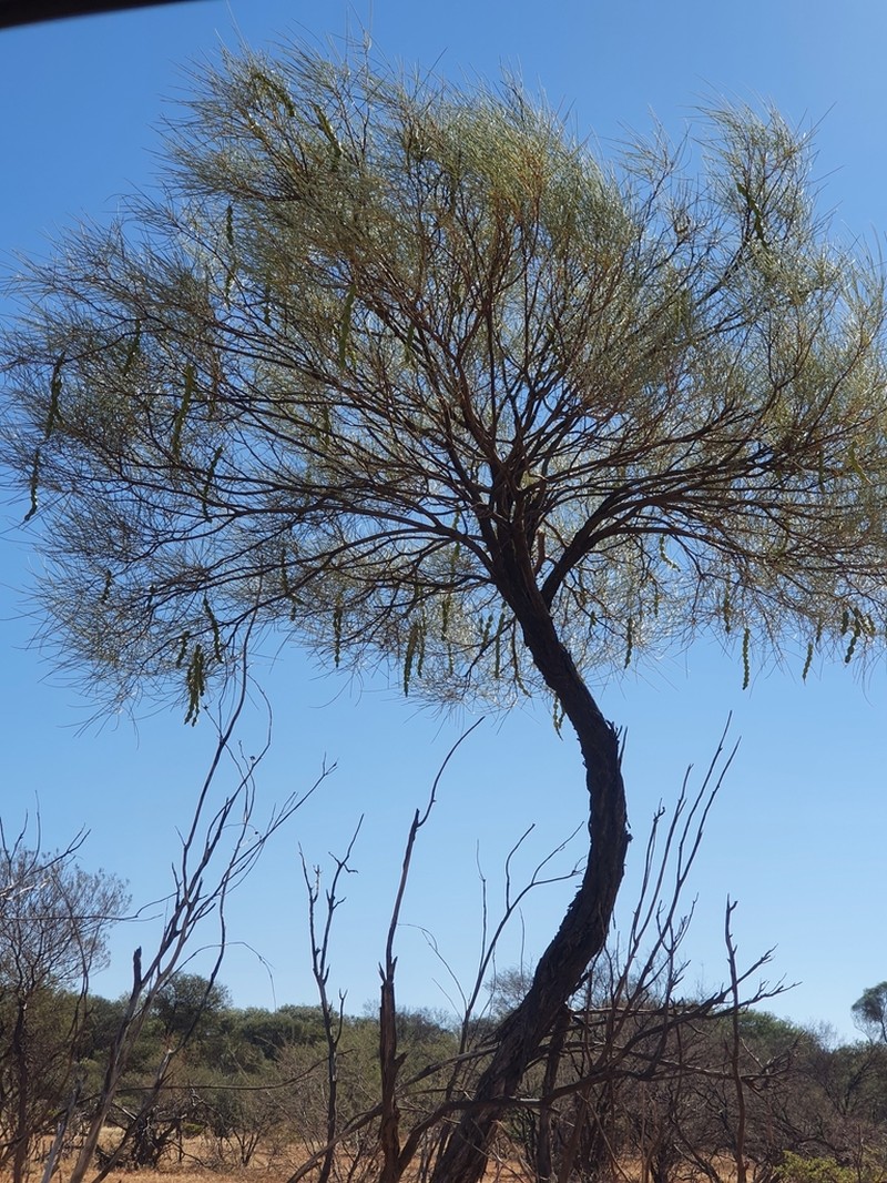 Acacia wanyu photo 2