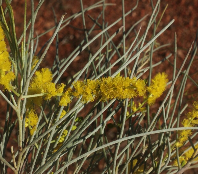 Acacia wanyu photo 3