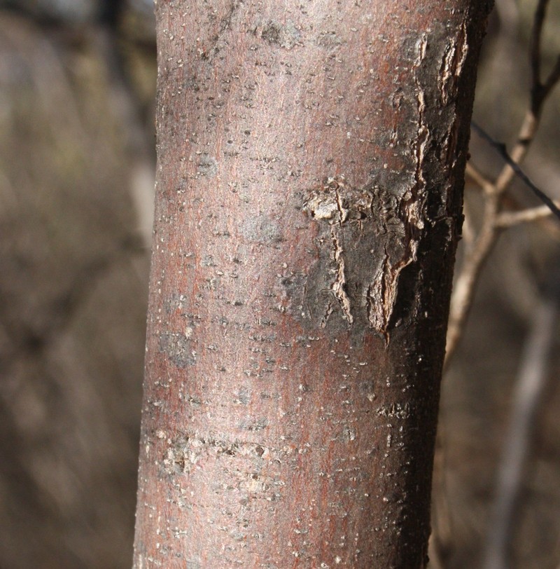 Acacia wanyu photo 4