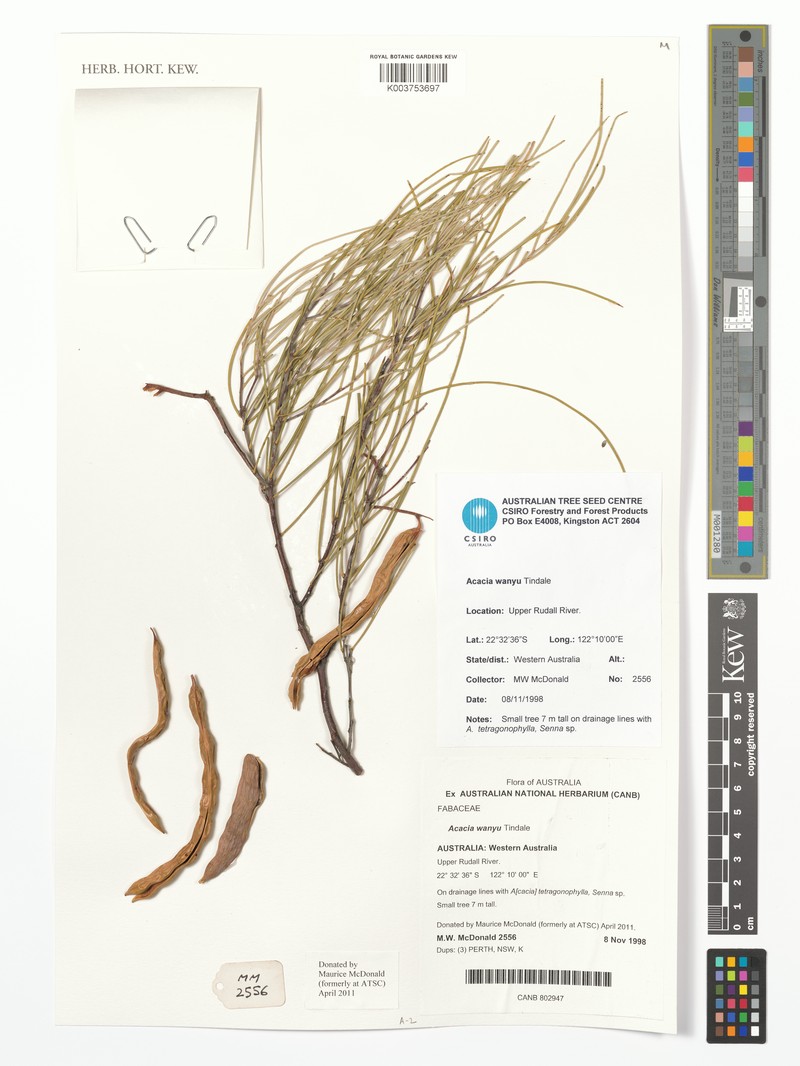 Acacia wanyu photo 5