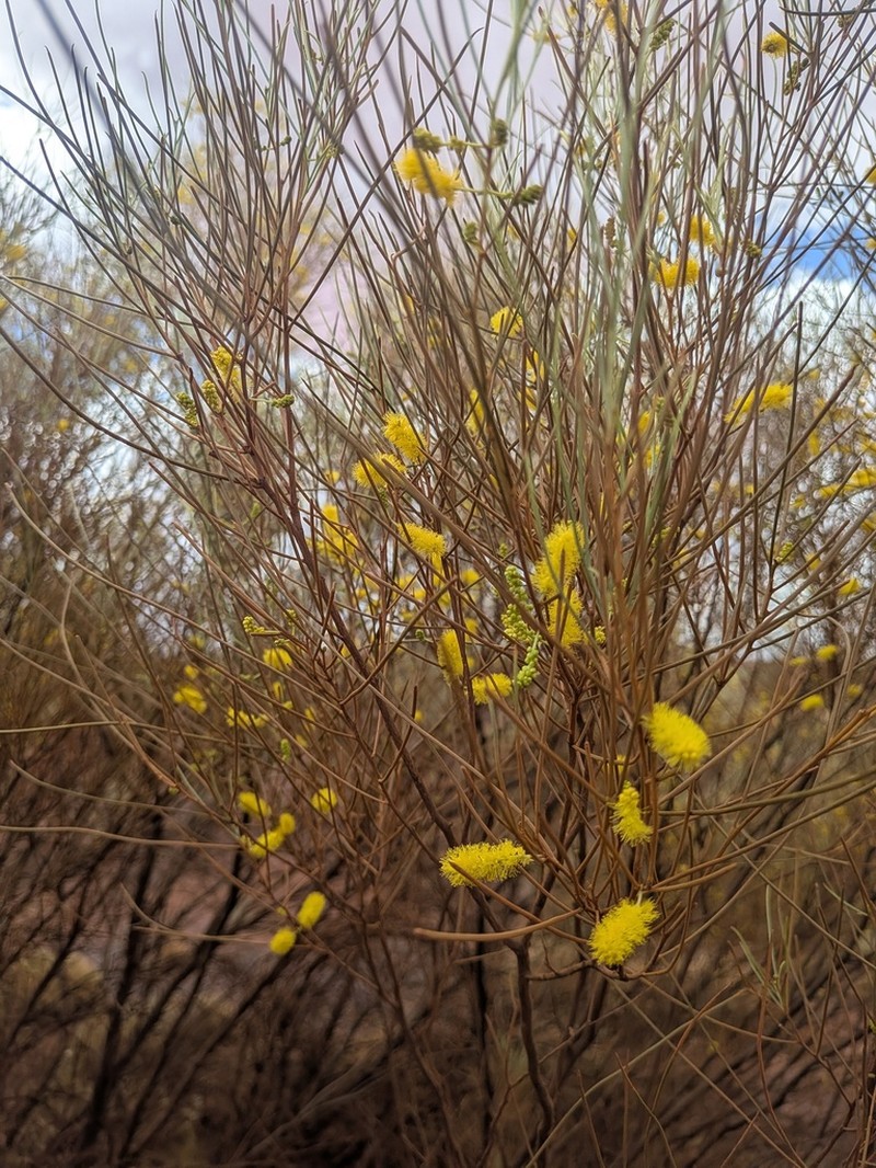 Acacia wanyu photo 6