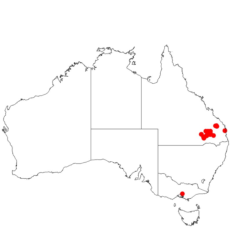 Acacia wardellii
