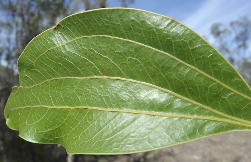 Acacia wardellii photo 2