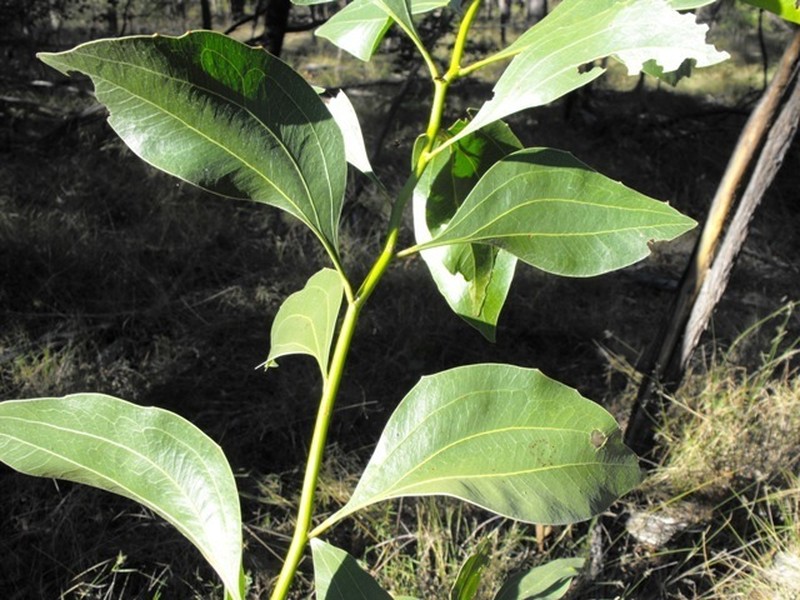 Acacia wardellii photo 3