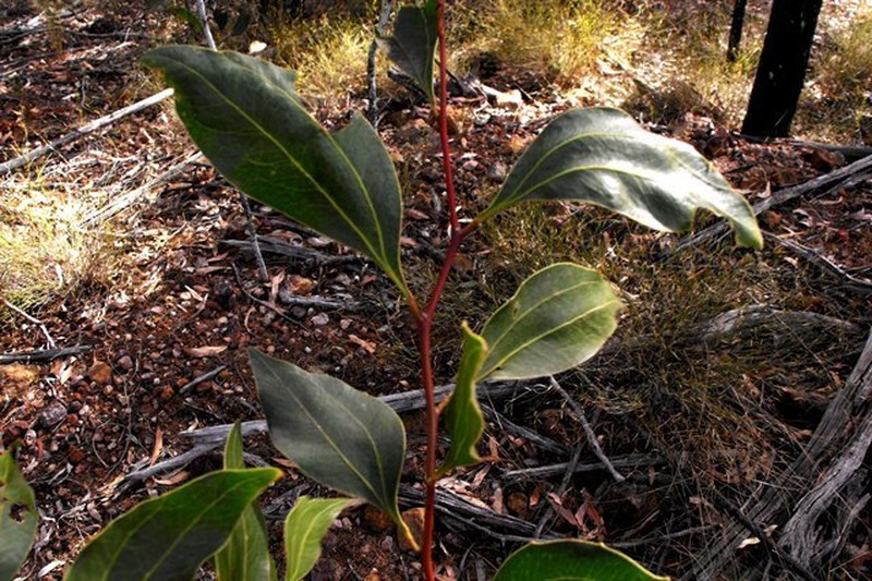 Acacia wardellii photo 5