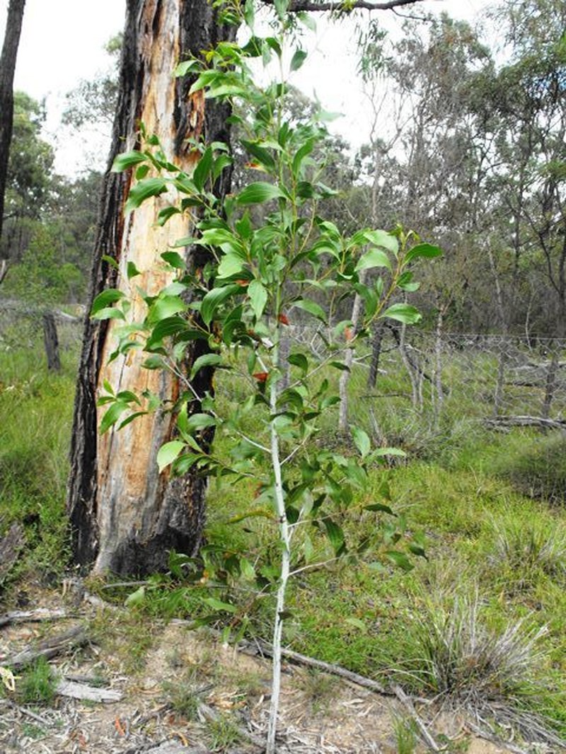Acacia wardellii photo 6
