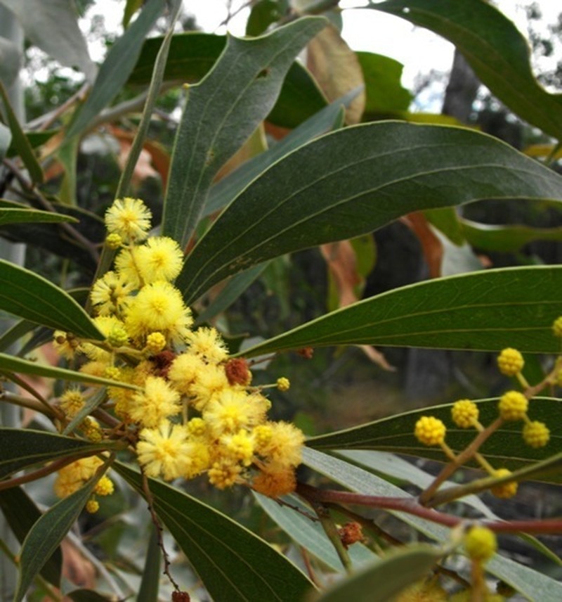 Acacia wardellii photo 7