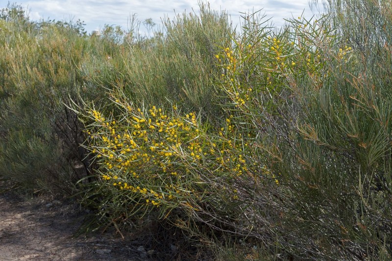 Acacia warramaba photo 2