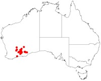 Acacia warramaba