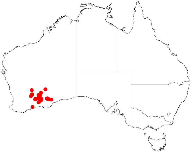 Acacia warramaba