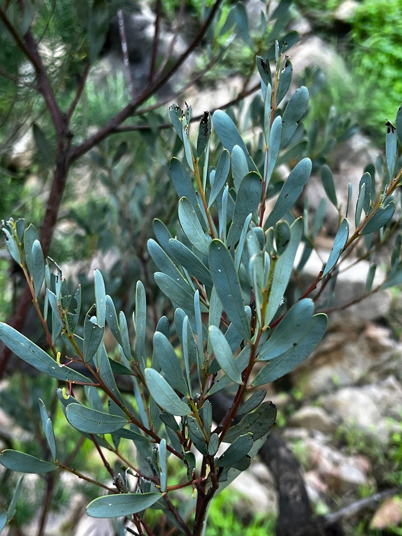 Acacia wattsiana