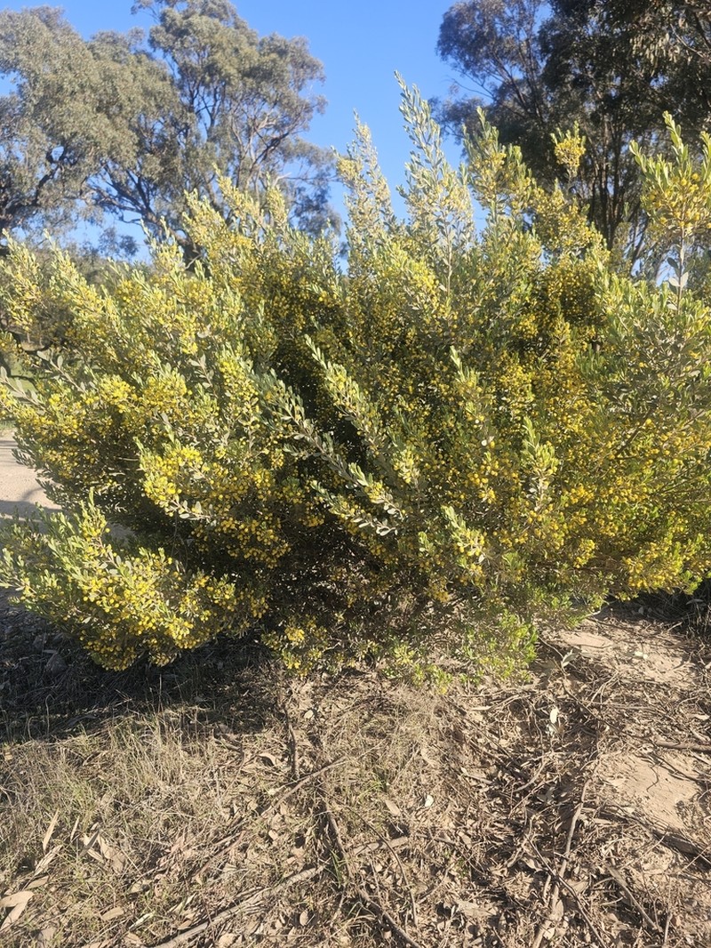Acacia wattsiana photo 3