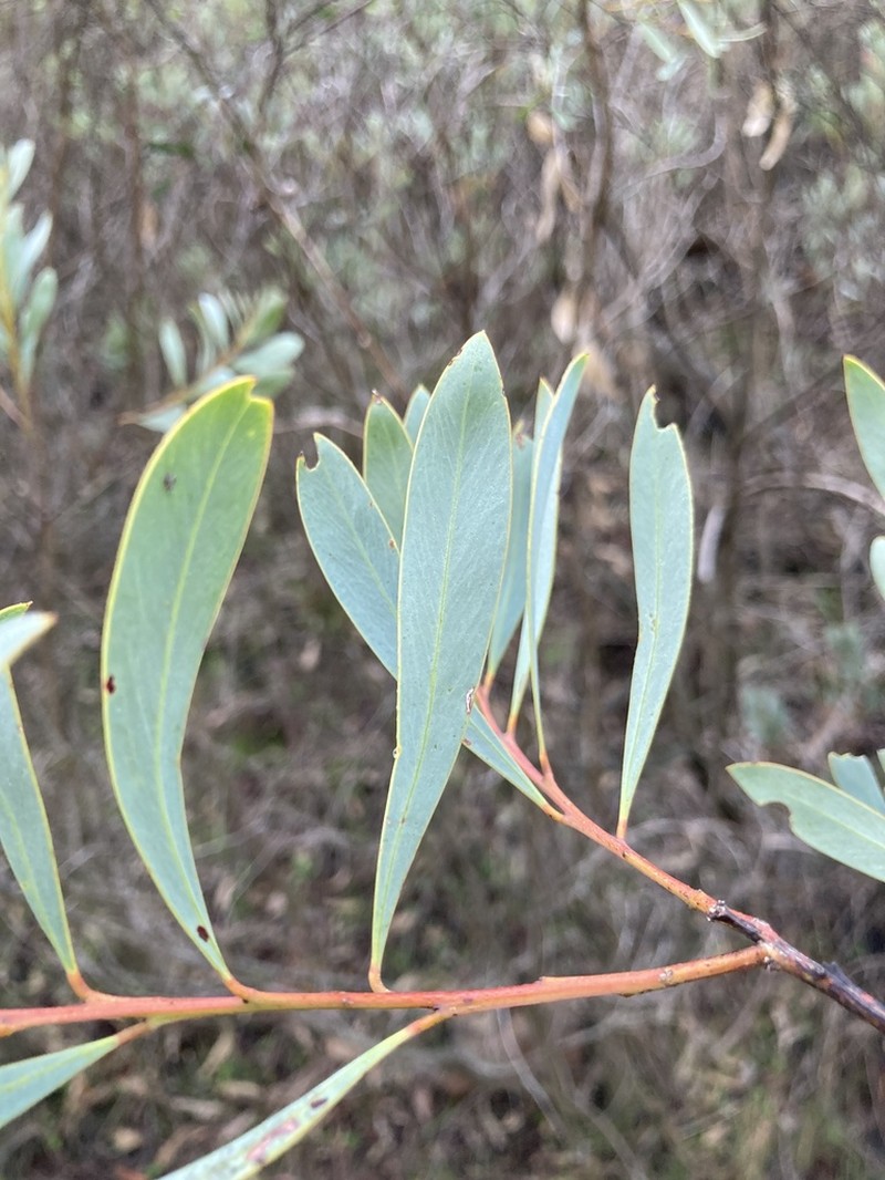 Acacia wattsiana photo 4