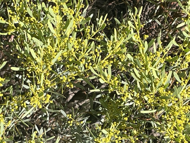 Acacia wattsiana photo 5
