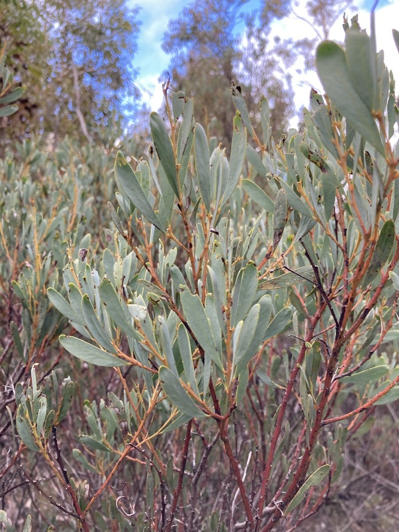 Acacia wattsiana photo 6
