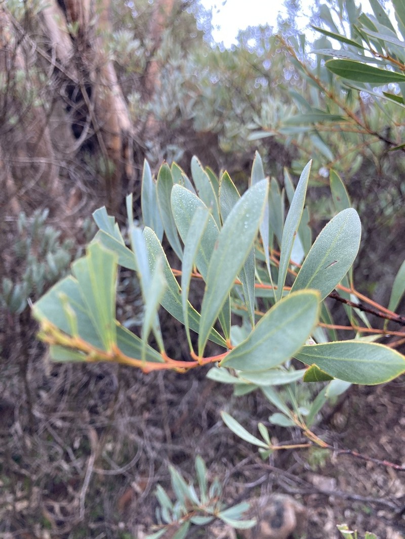 Acacia wattsiana photo 7
