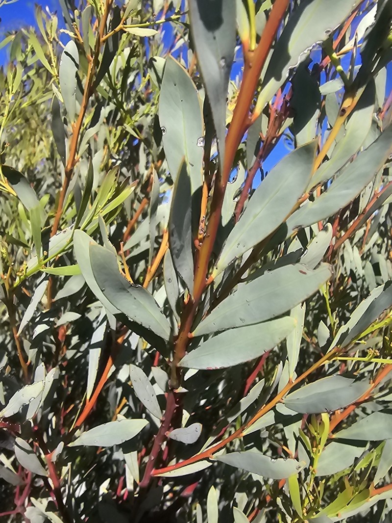 Acacia wattsiana photo 8