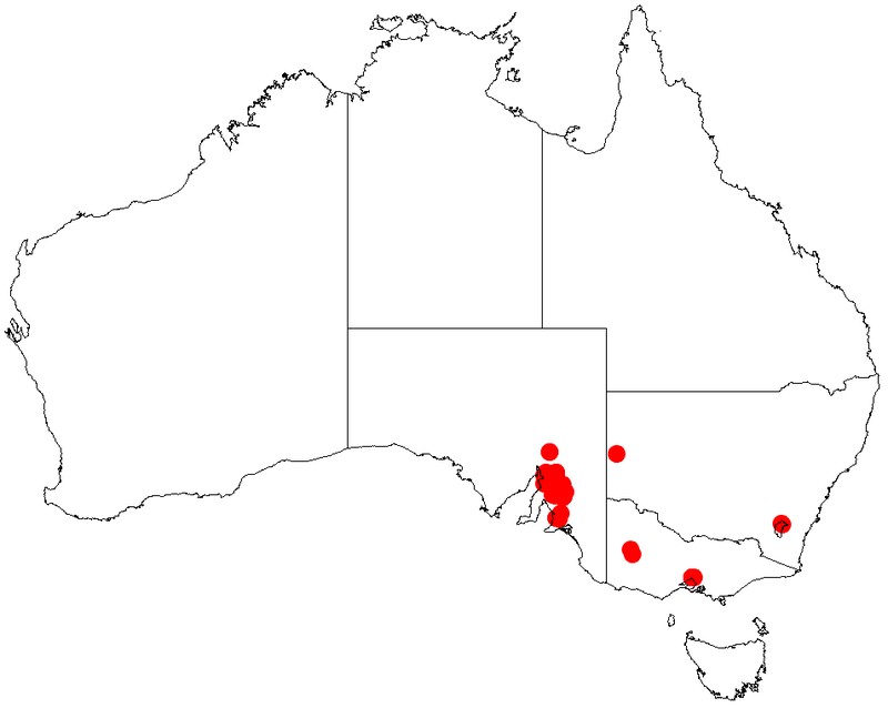 Acacia wattsiana