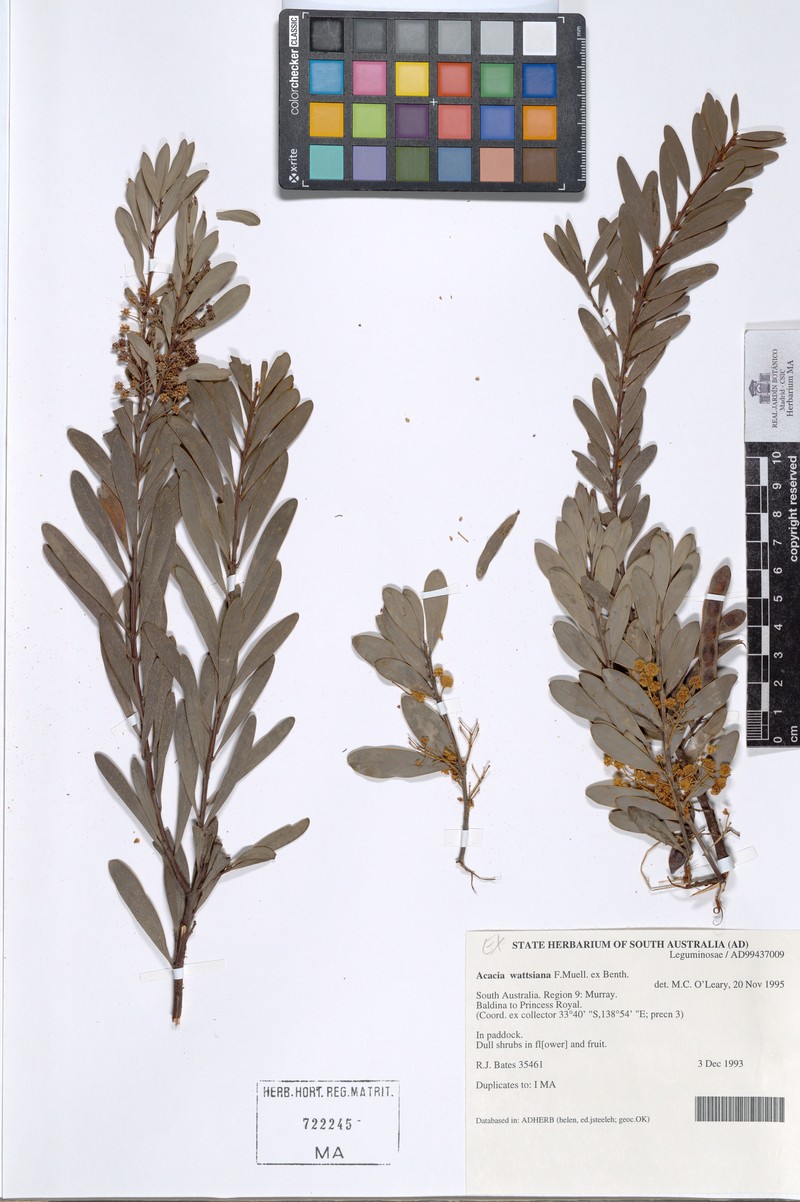 Acacia wattsiana photo 3